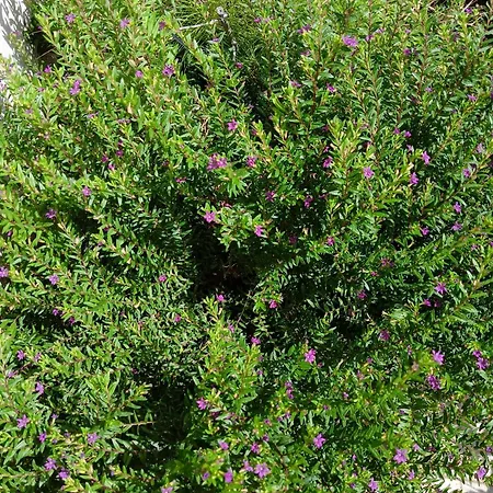 Green54verde ホームステイ