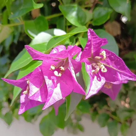 Проживание в семье Green54verde Бари