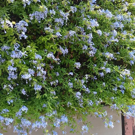 ホームステイ Green54verde バーリ