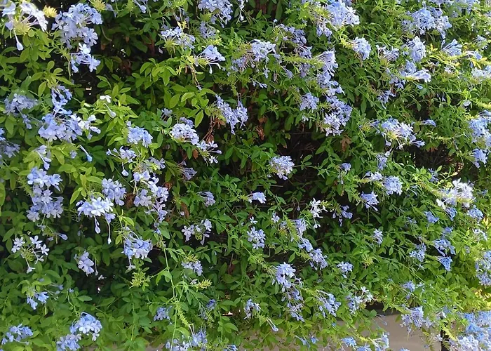 בית אירוח Green54verde בארי
